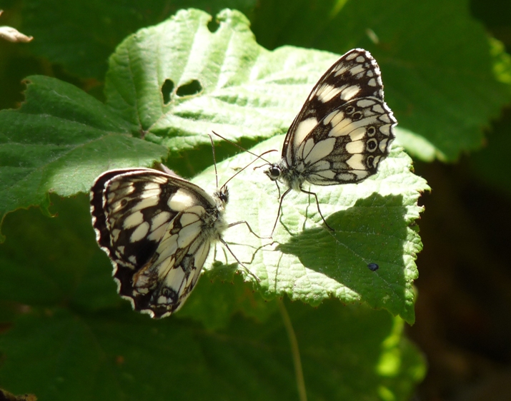 Farfalla da identificare - Melanargia galathea